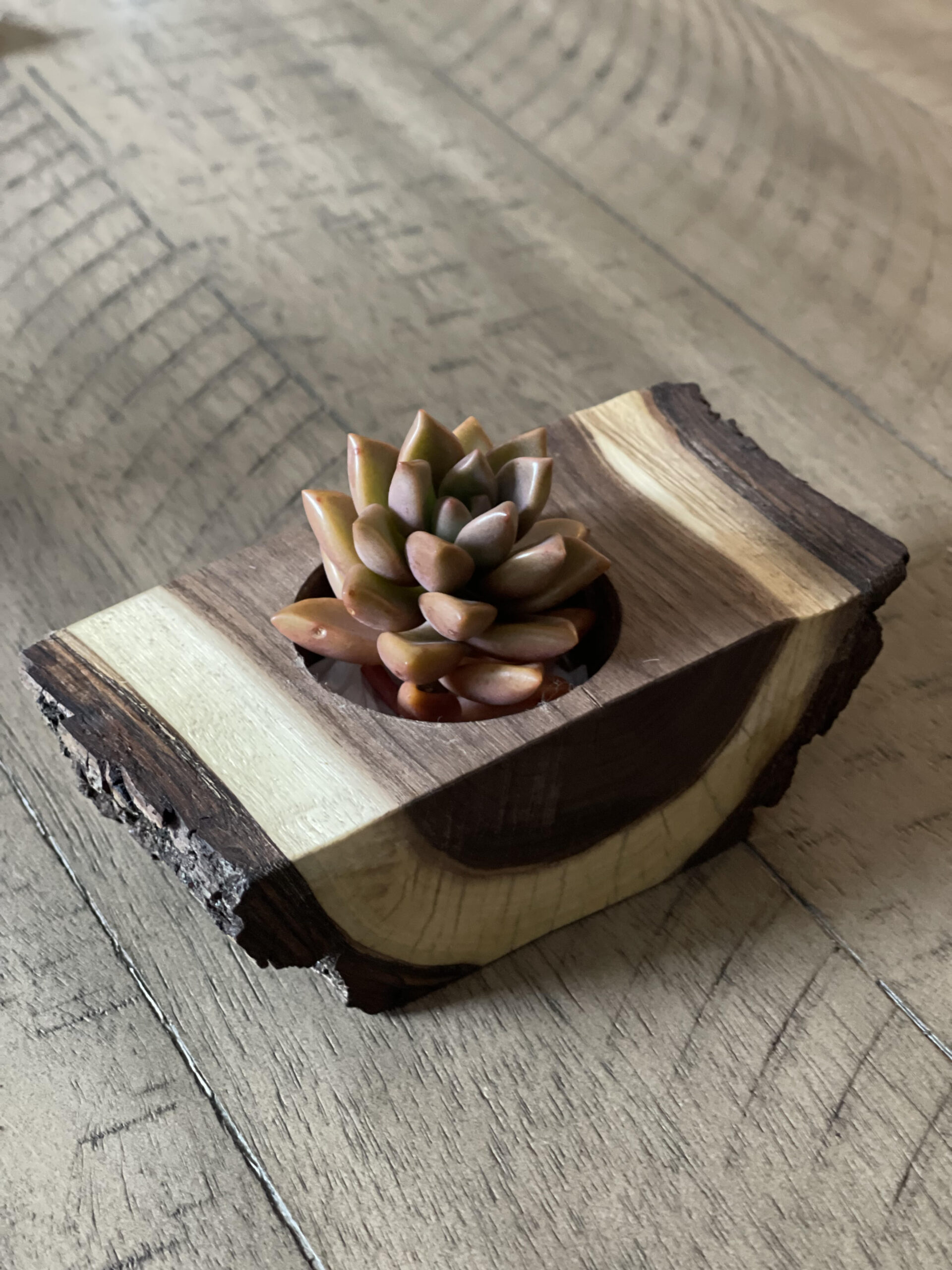 LL Small wood with succulent